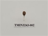 藏品(波氏裂臀瓢蟲)的圖片